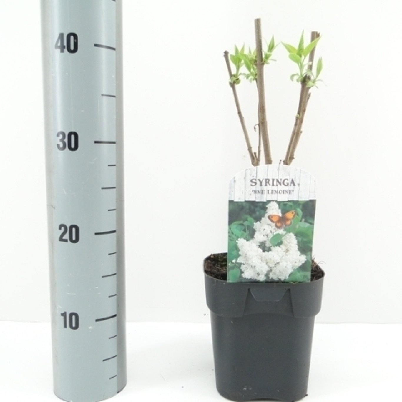 Syringa v. 'Mme Lemoine' - C2